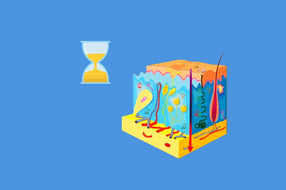 Grafisk illustration av huden och dess lager.