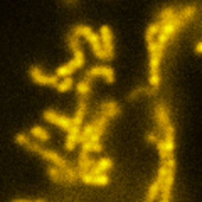 Example of lattice SIM light pattern